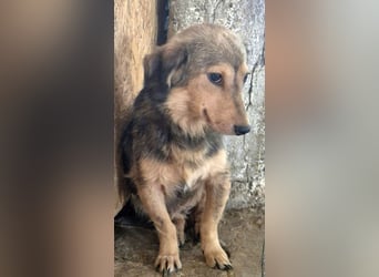 ⭐️ALINE⭐️, zarte Zuckerschnute, Hündin, 1,5 Jahre, 32 cm, Mischling, Tierschutz