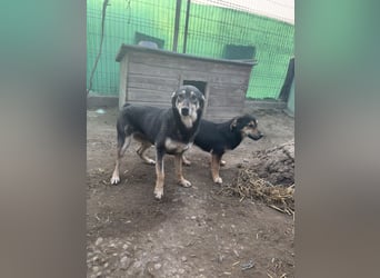 ⭐️ONYA⭐️, Hündin, fast 3 Jahre, 40 cm, Mischling, Tierschutz