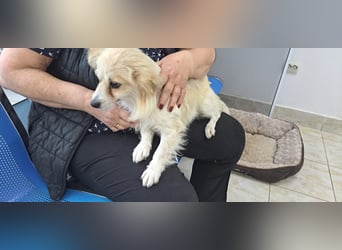 Lucas - kleiner Charmeur sucht sein Für-immer-Zuhause