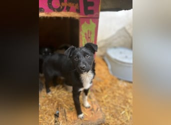 SCHNUCKI, lebensfrohe kleine Entdeckerin, Hündin, 6 Monate, 36 cm, Mischling, Tierschutz