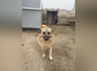 TONI, verschmustes Notfellchen, 3 Jahre, 29 cm, Mischling, Tierschutz Rumänien