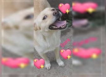 Dora Pinschermix,möchte Rumänien ganz schnell verlassen (lebt dort bei einer PS)