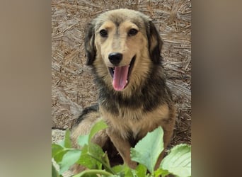 ⭐️ALINE⭐️, zarte Zuckerschnute, Hündin, 1,5 Jahre, 32 cm, Mischling, Tierschutz