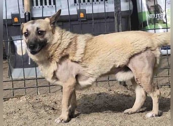 Nofell ⭐️TONI ⭐️, Rüde, 3 Jahre, 29cm, Mischling, Tierschutz Rumänien