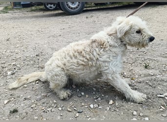 Maggie sucht ein ruhiges Zuhause