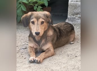 ⭐️ALINE⭐️, zarte Zuckerschnute, Hündin, 1,5 Jahre, 32 cm, Mischling, Tierschutz