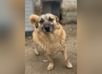 TONI, kleiner Kämpfer, 3 Jahre, 29 cm, Mischling, Tierschutz Rumänien