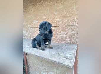 Zoe Tierschutzhund sucht ein Zuhause