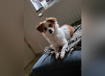 ANA - auf Pflegestelle in 52355 Düren