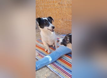 MARENA, anhängliche Hündin, 3 Jahre, 39 cm, Mischling, Tierschutz