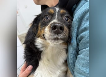 ⭐️Felice⭐️, gelassene, kleine Hündin, 1,5 Jahre, 30 cm, Mischling, Tierschutz