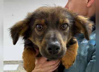 ⭐️Herro⭐️, Herzensbrecher, Rüde, 11 Monate, 38 cm, Mischling, Tierschutz