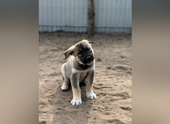 Verliebt auf den ersten Blick? Das ist Nacho !
