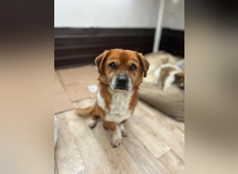 TAC, neugieriger Rüde, 2 Jahre, 35 cm, Mischling, Tierschutz