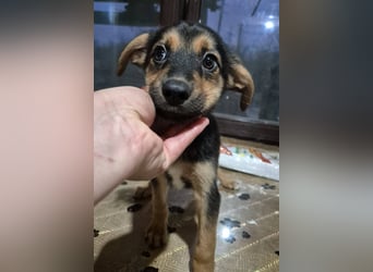 Welpenrüde 890548 sucht seine Menschen