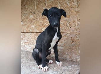 Sonic Tierschutzhund sucht ein Zuhause