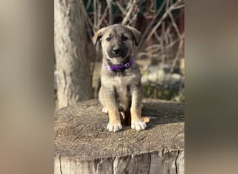 Verliebt auf den ersten Blick? Das ist Nacho !