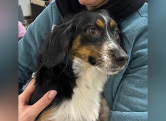 ⭐️Felice⭐️, gelassene, kleine Hündin, 1,5 Jahre, 30 cm, Mischling, Tierschutz