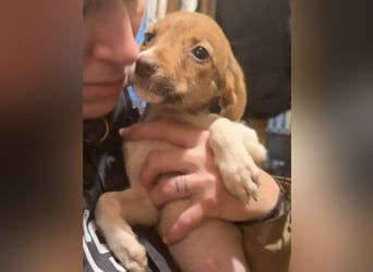 BIGGI, pfiffige Welpin, 3 Monate, 27 cm, Mischling, Tierschutz Rumänien