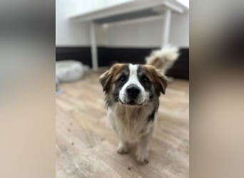 ⭐️TOC⭐️, süßer, kleiner Kerl, Rüde, 2 Jahre, 35 cm, Mischling, Tierschutz