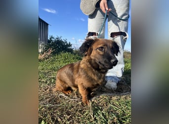 Kleine Maus Luca sucht ihre Herzensmenschen