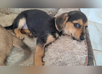 Kleine Yvette sucht ihr großes Glück