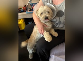 ⭐️PIXIE⭐️, Rüde, 1,5 Jahre, 35 cm, Mischling, Tierschutz