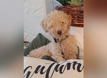 ⭐️FLOWER⭐️, Hündin, 3 Jahre, 30 cm, Mischling, Tierschutz