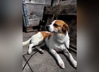 SOPHIA, lustiges Mischlingsmädchen, 1 Jahr, 33 cm, Pflegestelle Düsseldorf, Tierschutz Rumänien