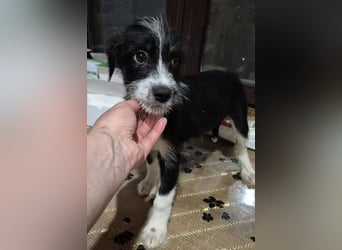 Welpenrüde 890558 sucht sein Körbchen