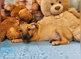 kleine Maus Fura sucht ihr Glück