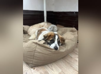 ⭐️TOC⭐️, süßer, kleiner Kerl, Rüde, 2 Jahre, 35 cm, Mischling, Tierschutz