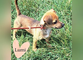 Kleine Lumi sucht ihr großes Glück!