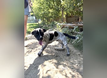 Rocky sucht sein Für Immer Zuhause