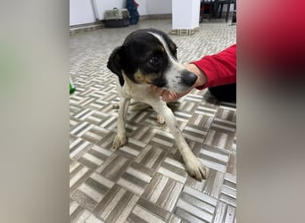 ⭐️ Mendy⭐️, liebevolle Begleiterin, Hündin, 1,5 Jahre, 30 cm, Mischling, Tierschutz