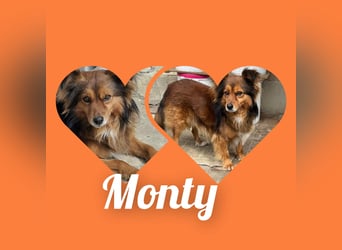 Monty, sein Herrchen verstarb , nun sucht er in Deutschland ein neues Zuhause....
