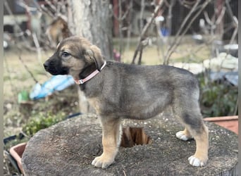 Nalani möchte einfach dazugehören