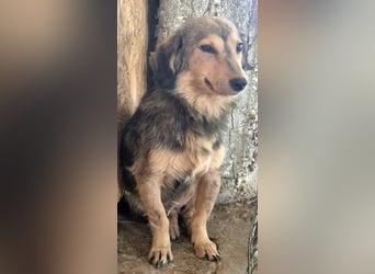 ⭐️ALINE⭐️, zarte Zuckerschnute, Hündin, 1,5 Jahre, 32 cm, Mischling, Tierschutz