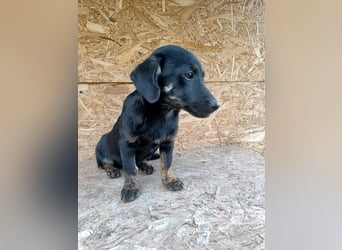 Zoe Tierschutzhund sucht ein Zuhause