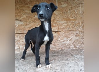 Smartie Tierschutzhund sucht ein Zuhause