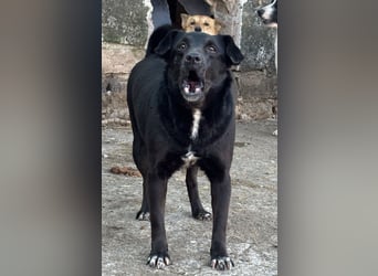⭐️RANA⭐️, vorsichtige Hündin, 4,5 Jahre, 38 cm, Mischling, Tierschutz Rumänien