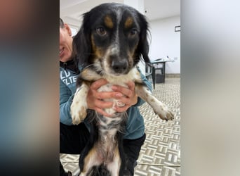 ⭐️Felice⭐️, gelassene, kleine Hündin, 1,5 Jahre, 30 cm, Mischling, Tierschutz