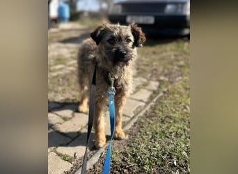 HEARTY, zuckersüßes Spielkind, 1 Jahr, 40 cm, Mischlingsmädchen, Tierschutz Rumänien