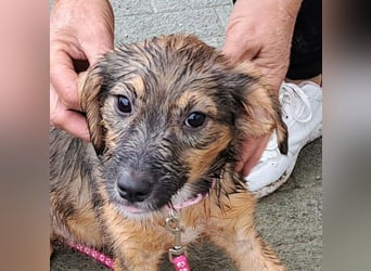 Junghündin Kylo 38cm, möchte Rumänien ganz schnell verlassen