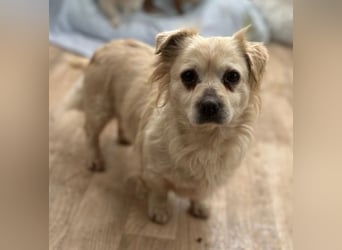 TIC, unkomplizierte Hundemaus, 2 Jahre, 30 cm, Mischling, Tierschutz