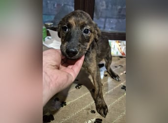 Welpenhündin 890545 sucht ihr eigenes Zuhause