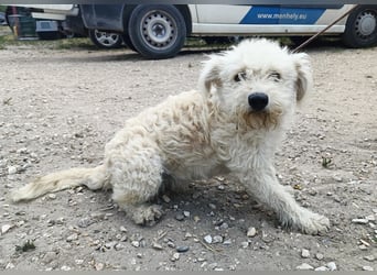 Maggie sucht ein ruhiges Zuhause