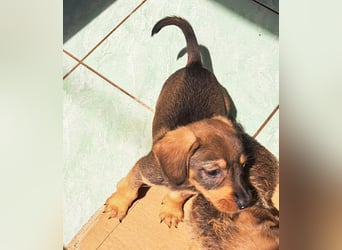Klein Keno sucht sein Für-immer-Zuhause