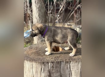 Verliebt auf den ersten Blick? Das ist Nacho !
