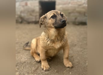 ⭐️Phaja⭐️, reizendes Mini-Mädchen, Welpe, 8 Monate, 31 cm, Mischling, Tierschutz